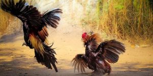 Những Thuật Ngữ Đá Gà Quan Trọng Cần Biết Tại 78WIN