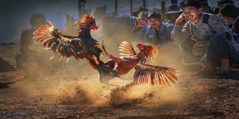Thuật ngữ về dụng cụ đá gà giúp người chơi hiểu rõ cách sử dụng