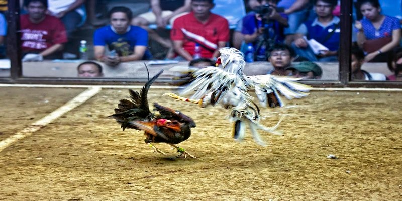 Các thuật ngữ đá gà như Biện chủ trường gà chủ gà đá ké hàng xáo